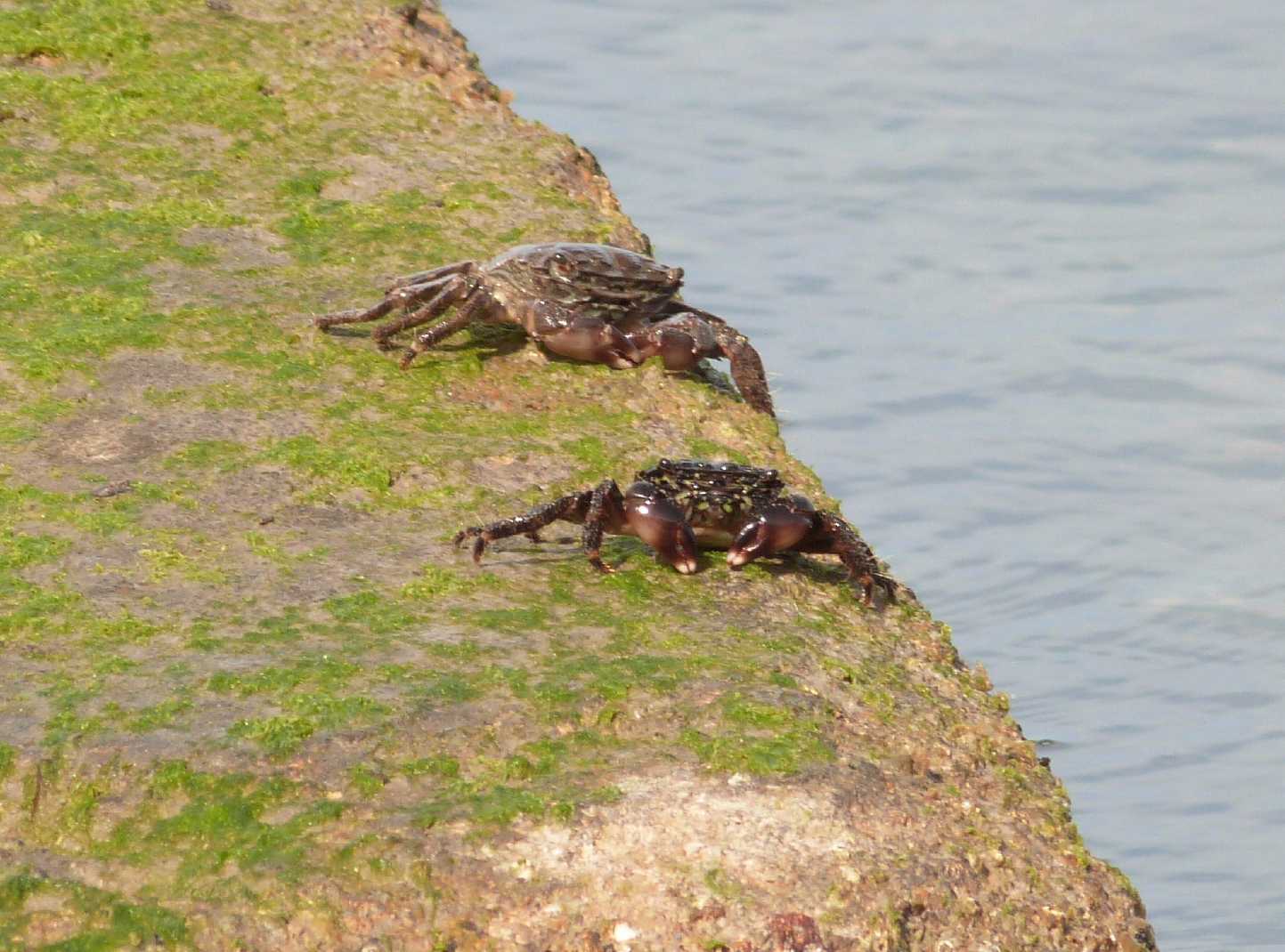 Moderatore trasversale